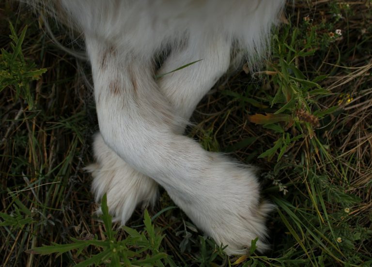 a close up of a dog's paw with grass in the background