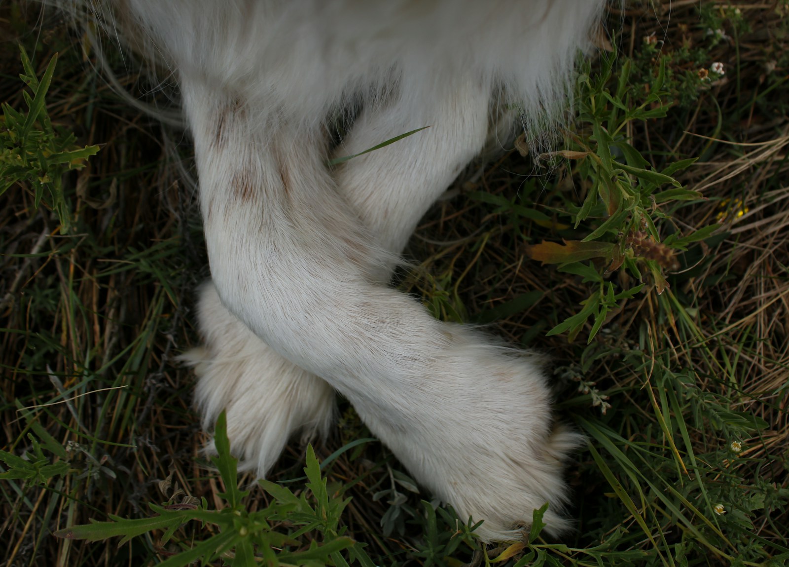a close up of a dog's paw with grass in the background