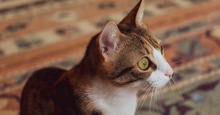 6 Cat Breeds That Stay Small Into Adulthood