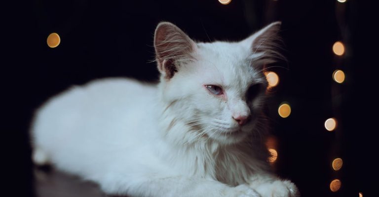 6 Cat Breeds That Are Known for Vocal Personalities