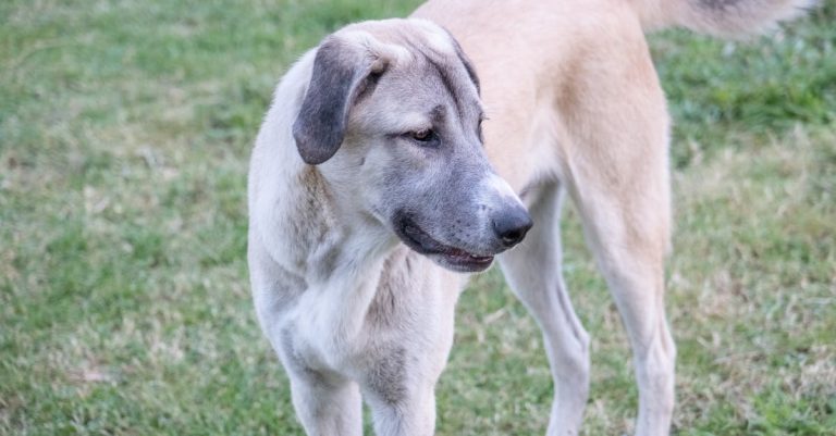 9 Dog Breeds That Were Bred to Guard Livestock