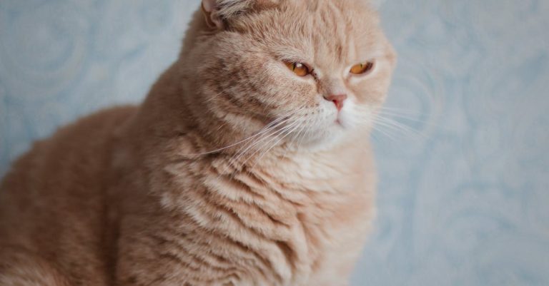 7 Cat Breeds With the Largest Eyes