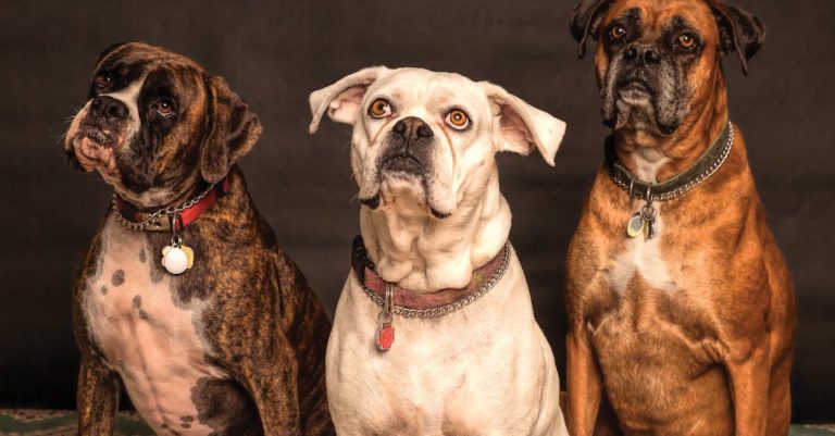 8 Dog Breeds That Are Prone to Obesity