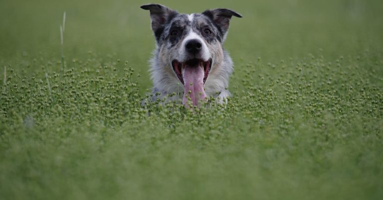 8 Dog Breeds That Live the Longest on Average