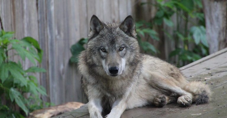 9 Dog Breeds That Are Most Closely Related to Wolves