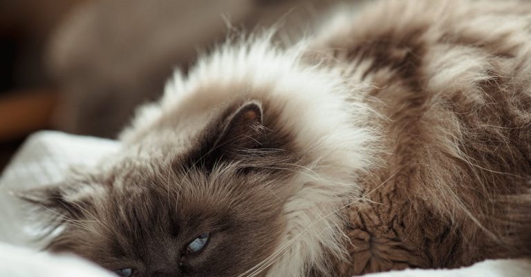 7 Cat Breeds That Are Prone to Genetic Health Issues