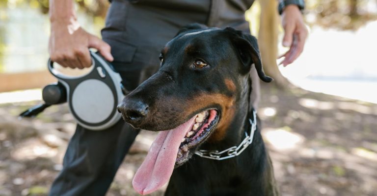 5 Dog Behaviors That Usually Mean “I Don’t Feel Safe”