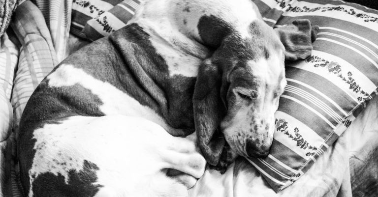 10 Dog Breeds That Were Bred for Problem-Solving