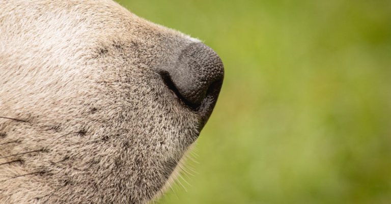 9 Dog Breeds With the Best Sense of Smell