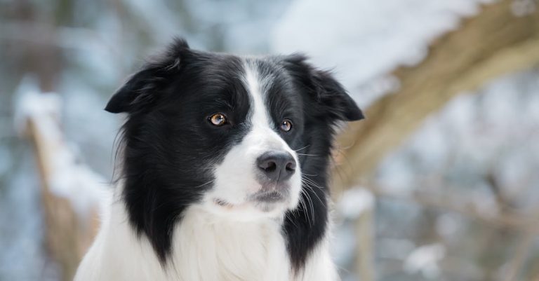 7 Dog Breeds Ranked by Intelligence, From Smartest to Least