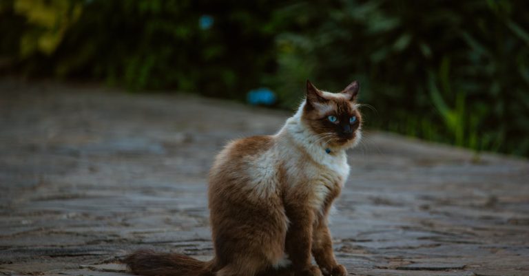 7 Cat Breeds With Naturally Curly Coats