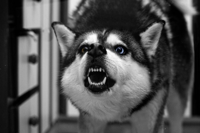 A snarling husky dog with blue eyes shows teeth