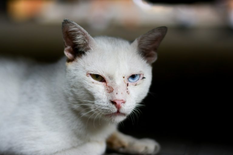 A white cat with blue eyes laying down
