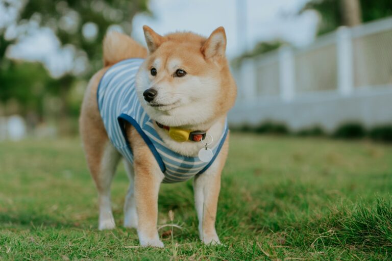 Shiba inu dog wearing a striped shirt outdoors.