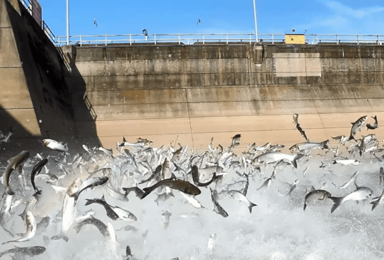 Kansas Officials Explain What Happened to Over 100,000 Pounds of Invasive Carp Removed From River