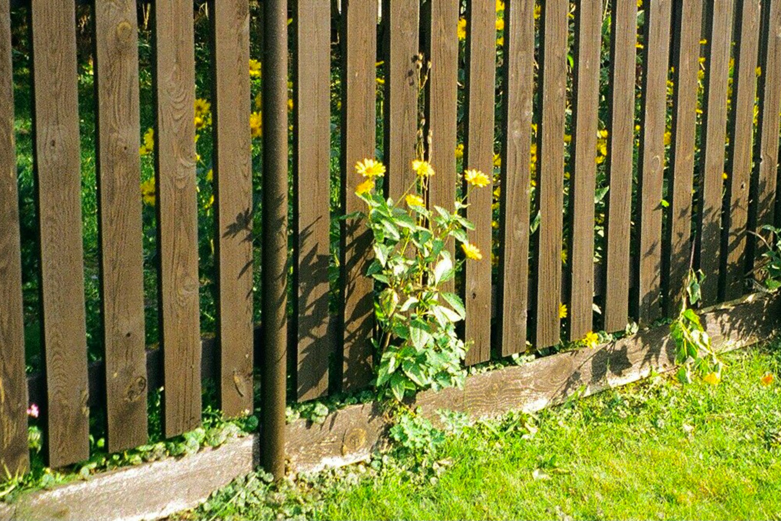 a wooden fence with flowers growing on it