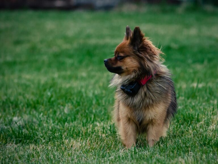 a dog standing in a grassy area
