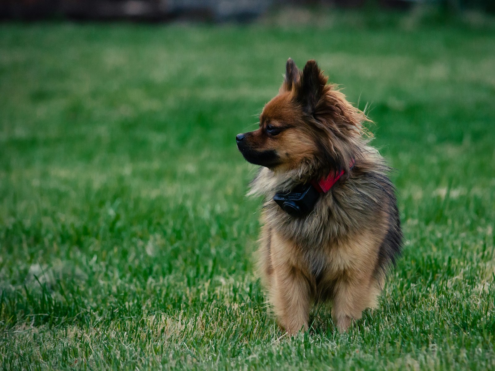 a dog standing in a grassy area