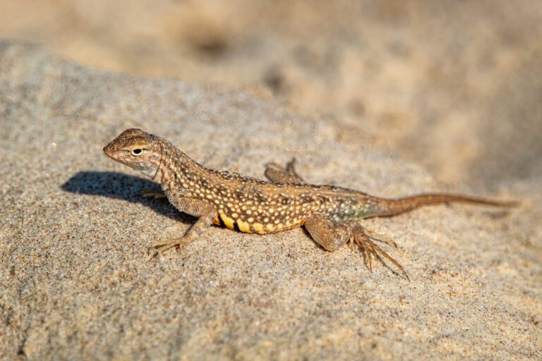 brown and black lizard on brown rock