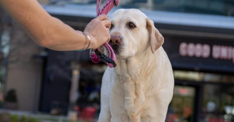 A Stranger at the Dog Park Corrected My Training Commands and Told Me I Was “Confusing the Dog” in Front of Everyone
