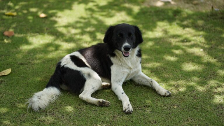 a dog lying on grass