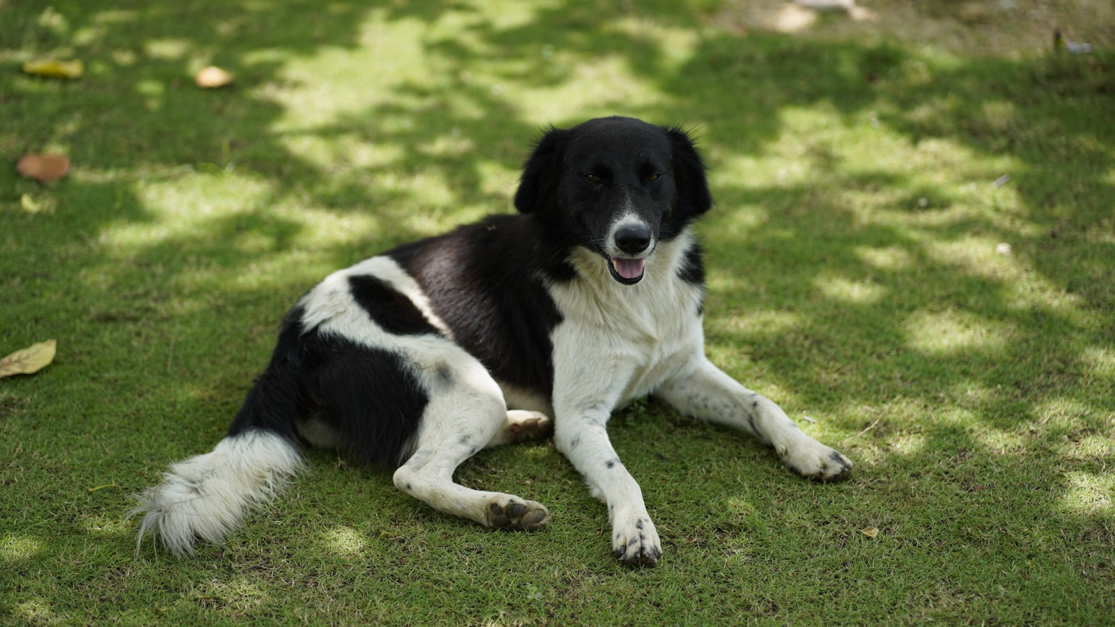 a dog lying on grass