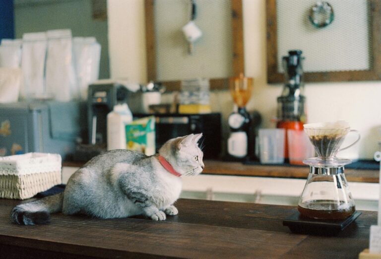 Cute cat sitting on a counter in a cozy coffee shop environment.