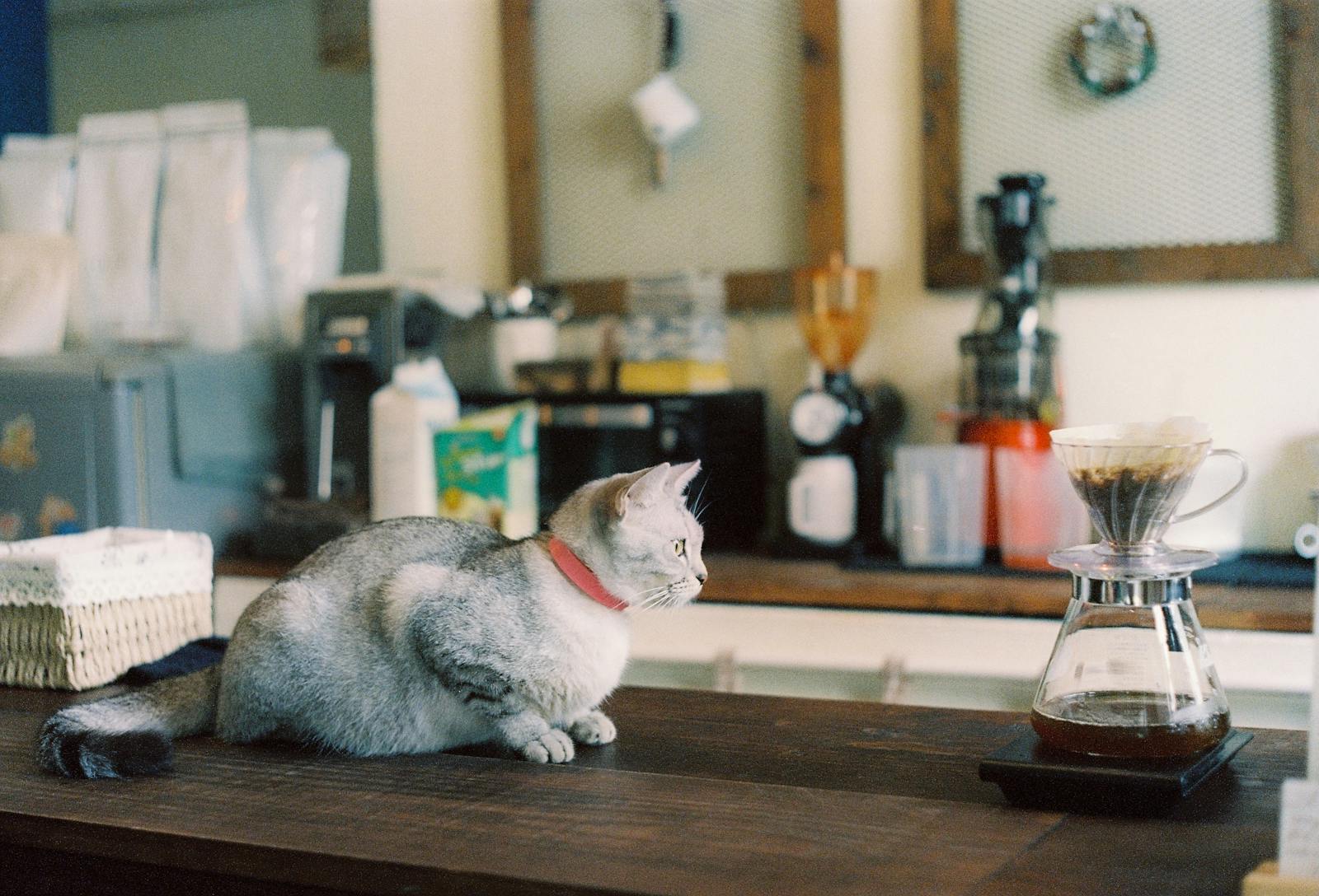 Cute cat sitting on a counter in a cozy coffee shop environment.