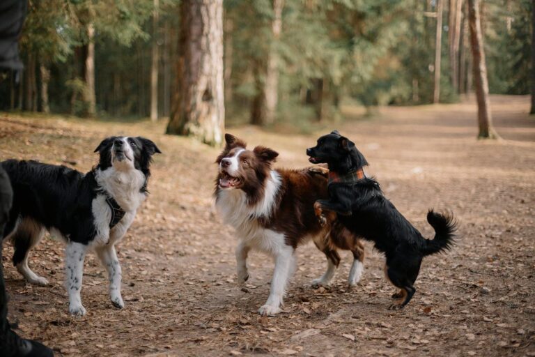Three lively dogs playing in a sunny forest clearing, surrounded by tall trees.