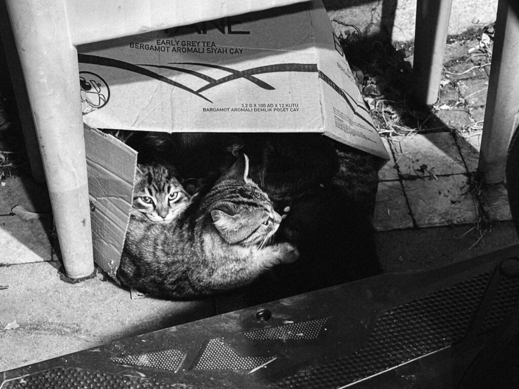 Black and white photo of stray cats taking refuge in a cardboard box outdoors.