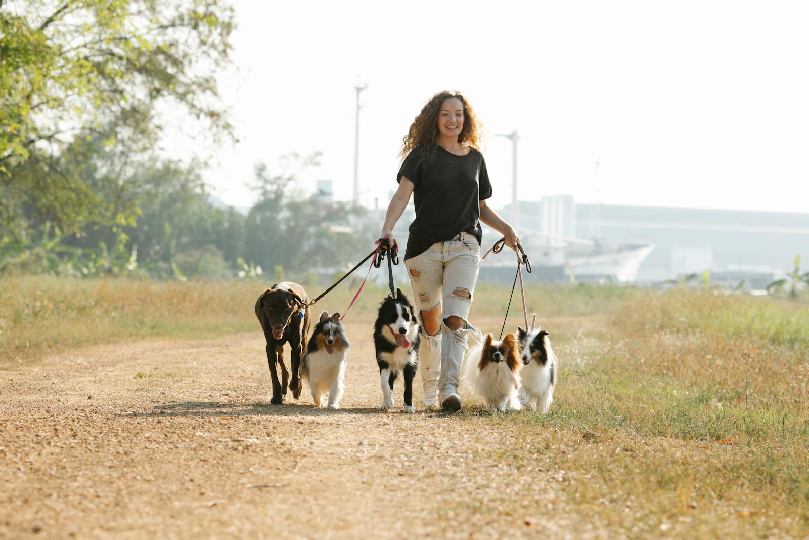 A woman joyfully walks multiple dogs on a sunny day along a scenic dirt path.