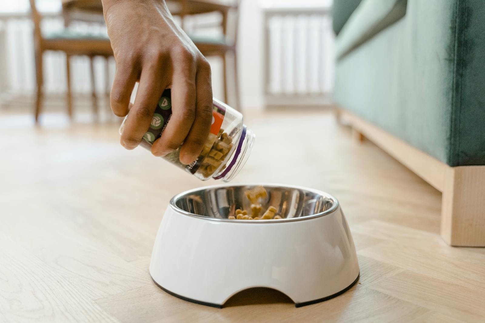 Close-up of a hand pouring dog food from a container into a white dog bowl on a wooden floor indoors.