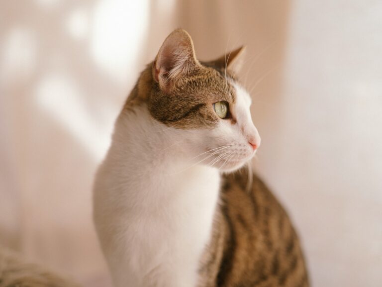 A tabby and white cat looks away.
