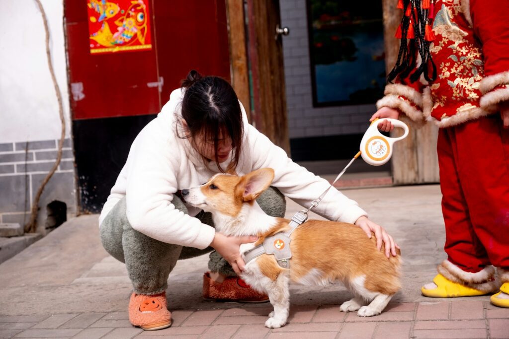 A woman petting a corgi dog on a leash.