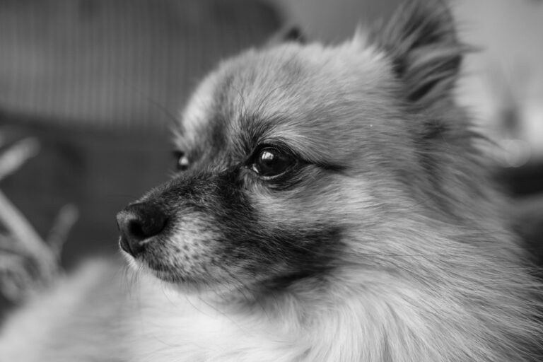 A fluffy pomeranian dog in a close-up profile view.