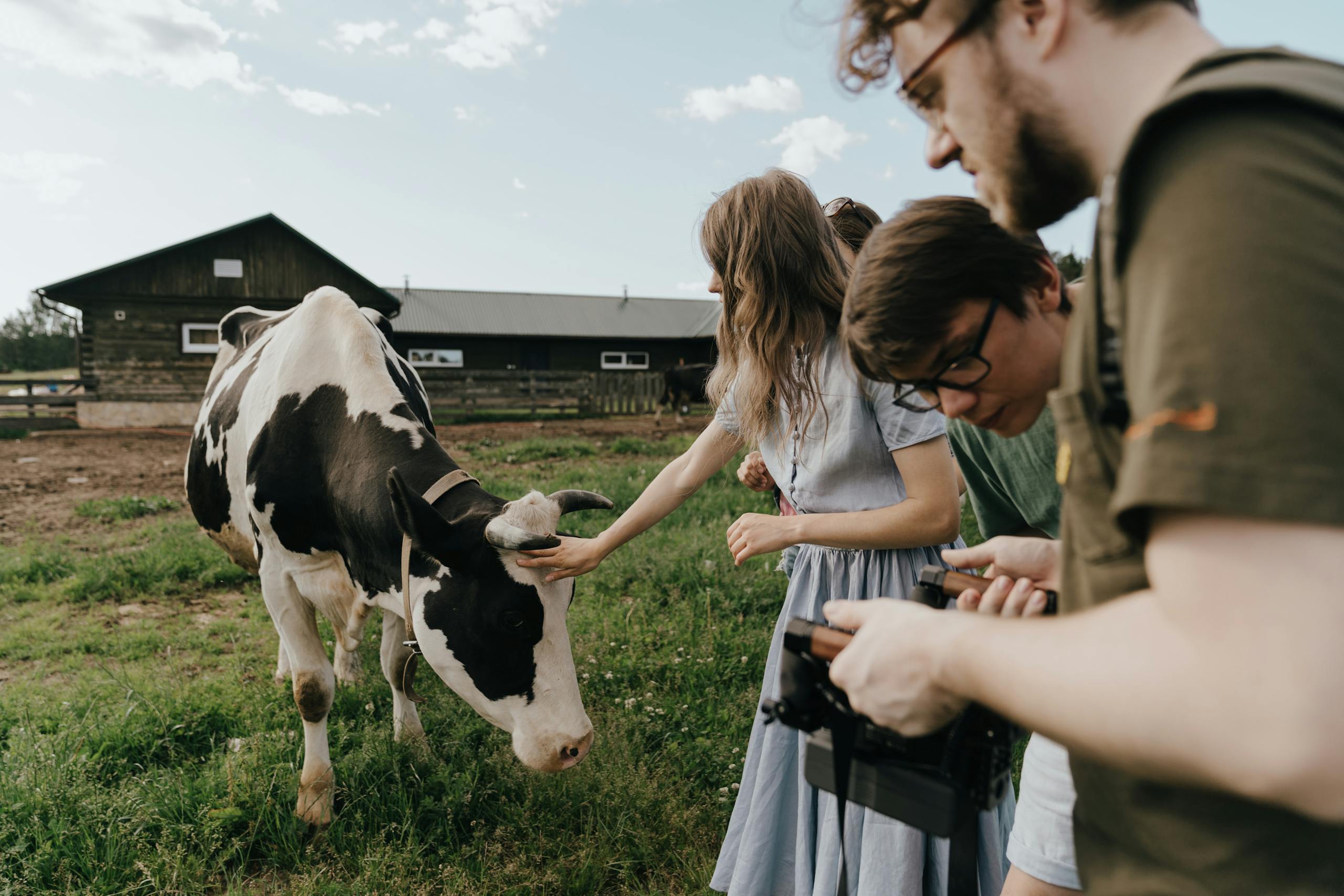 A group of people filming and interacting with a cow on a summer farm.