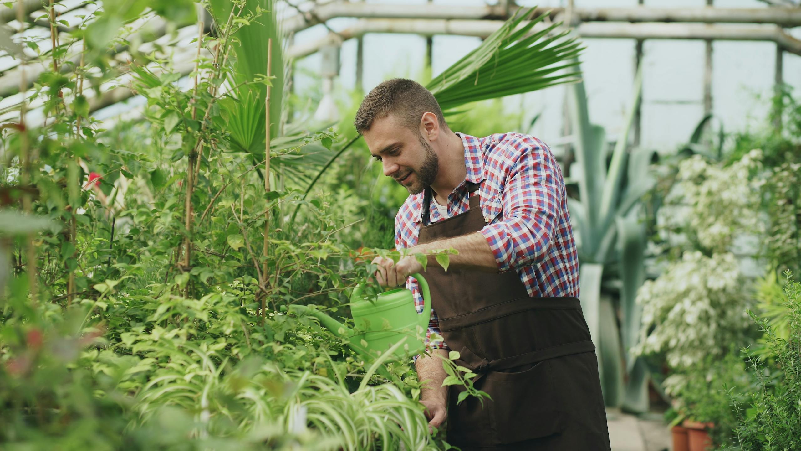 A male gardener in a greenhouse, nurturing plants with care.