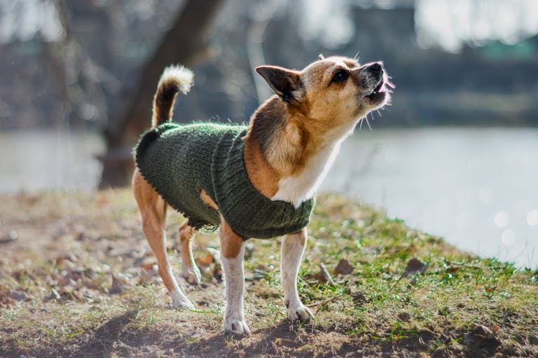 Chihuahua dog wearing a green knitted sweater barking playfully outdoors by a lake.