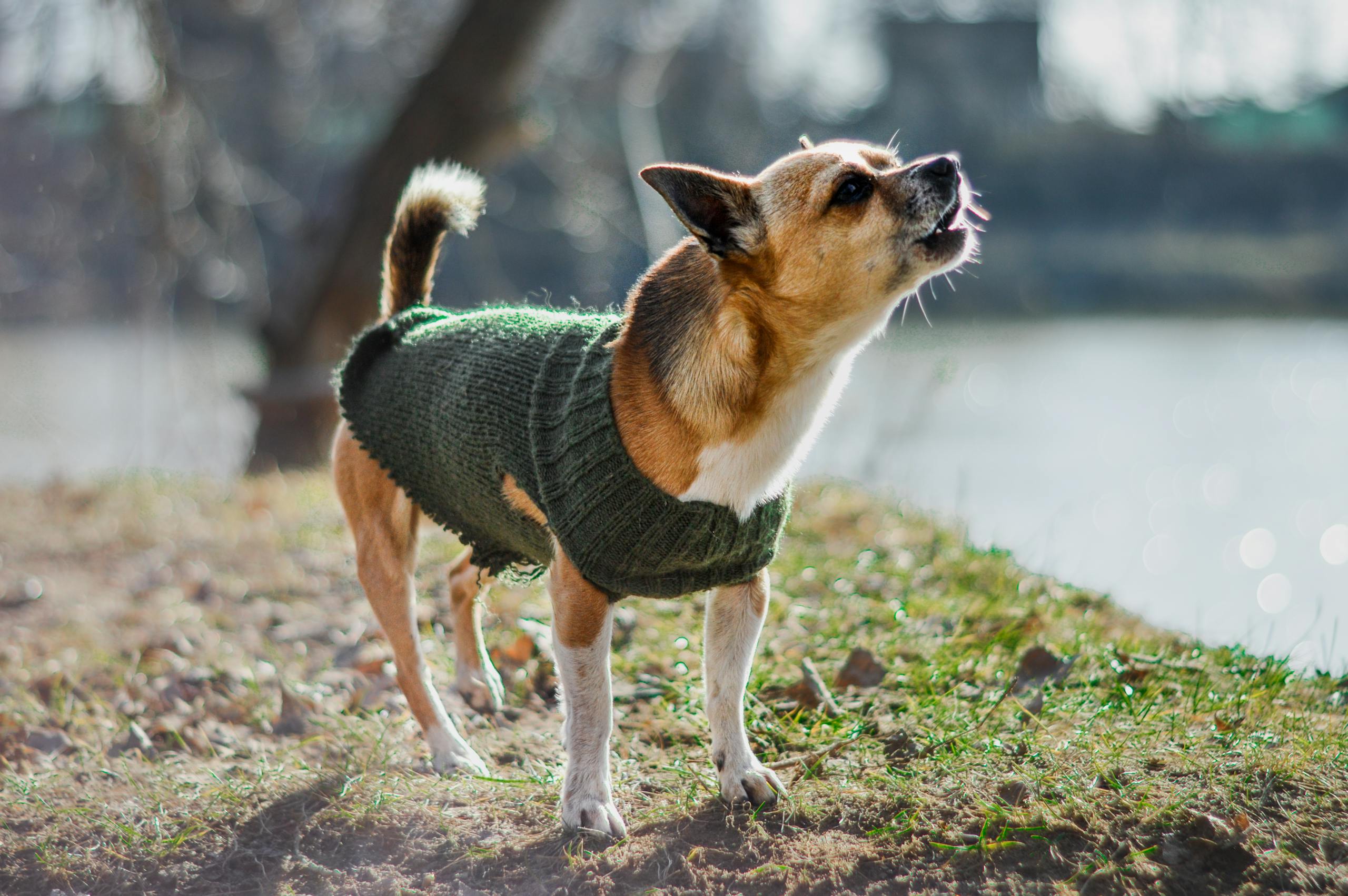 Chihuahua dog wearing a green knitted sweater barking playfully outdoors by a lake.
