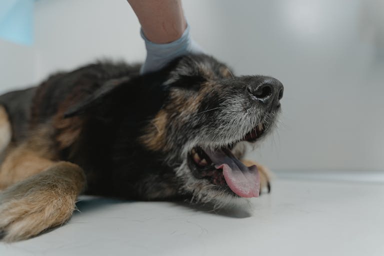 Close-up of a German Shepherd dog resting on a vet's examination table, showing comfort and care.