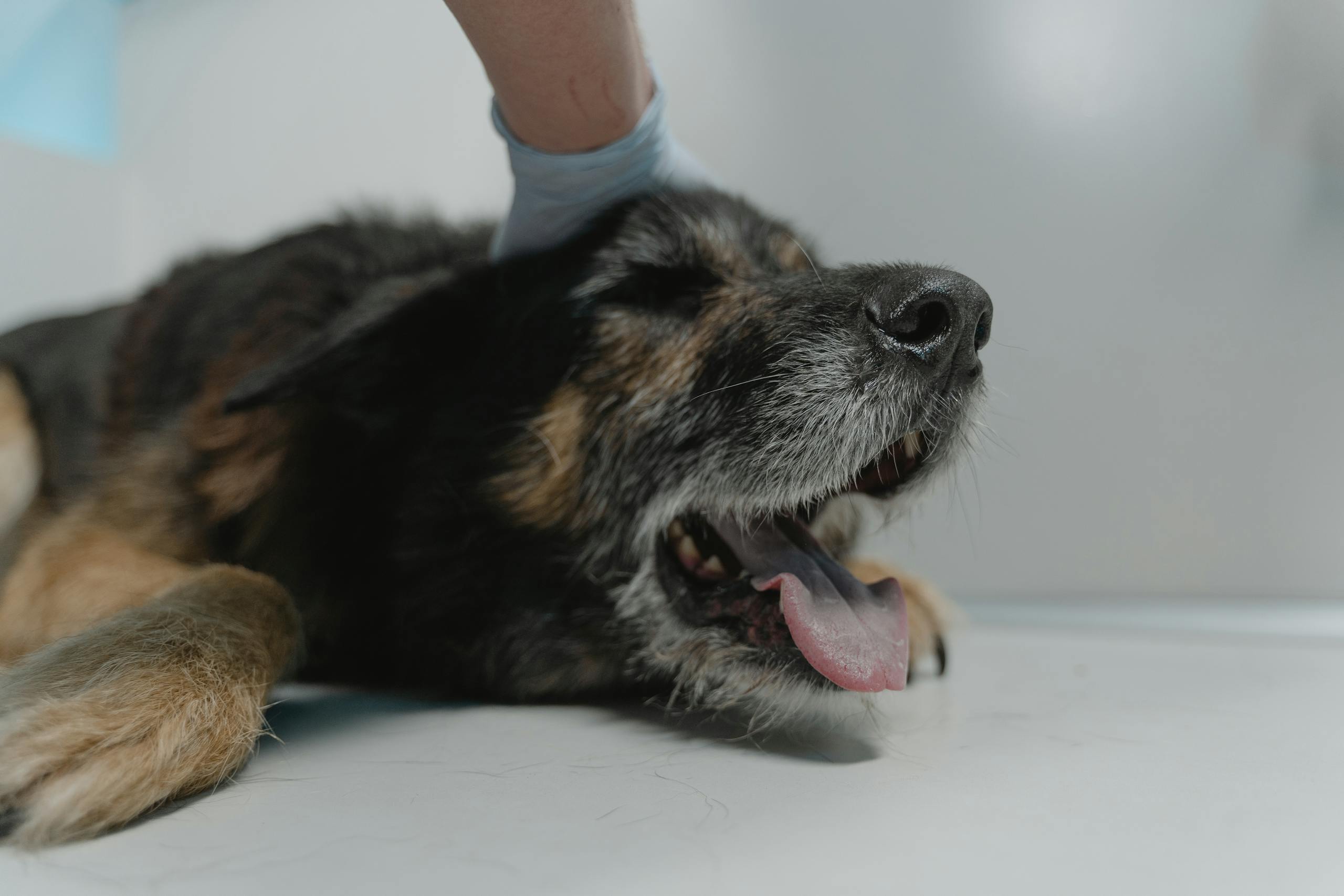 Close-up of a German Shepherd dog resting on a vet's examination table, showing comfort and care.