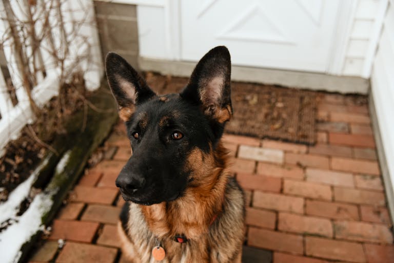 Close-up of a German Shepherd on a brick patio, looking attentive and alert.
