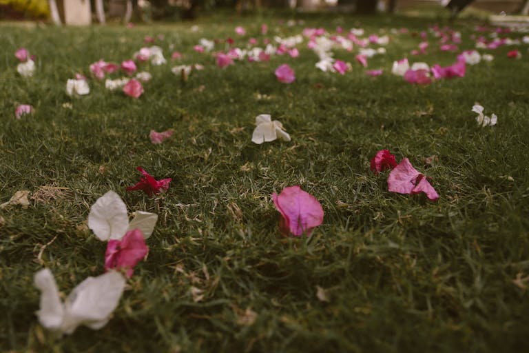 Close-up of vibrant bougainvillea petals scattered across a grassy field outdoors.