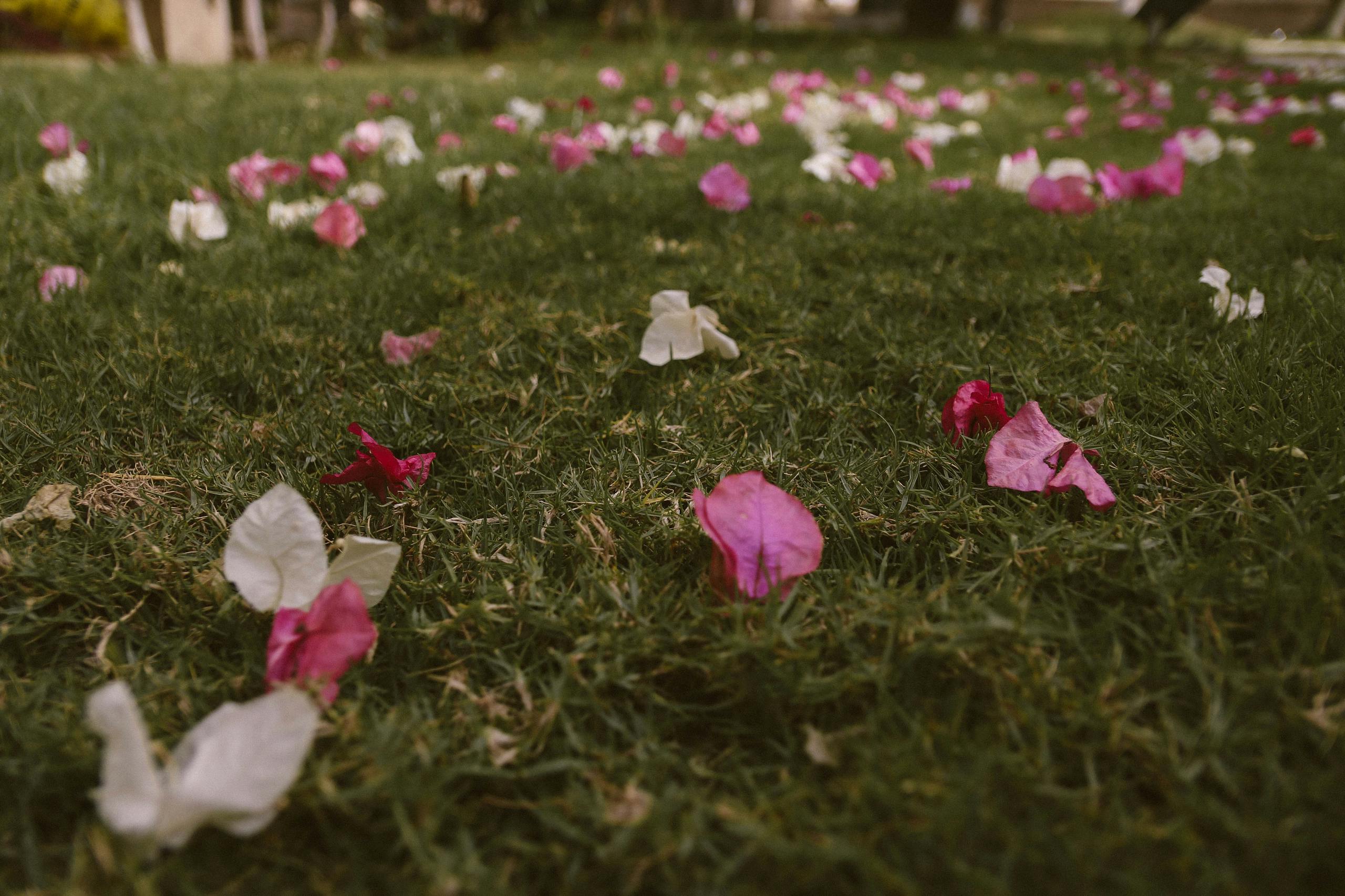 Close-up of vibrant bougainvillea petals scattered across a grassy field outdoors.