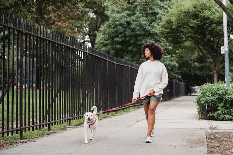Full body of African American female with white dog on leash strolling on paved walkway near metal fence on street with green trees
