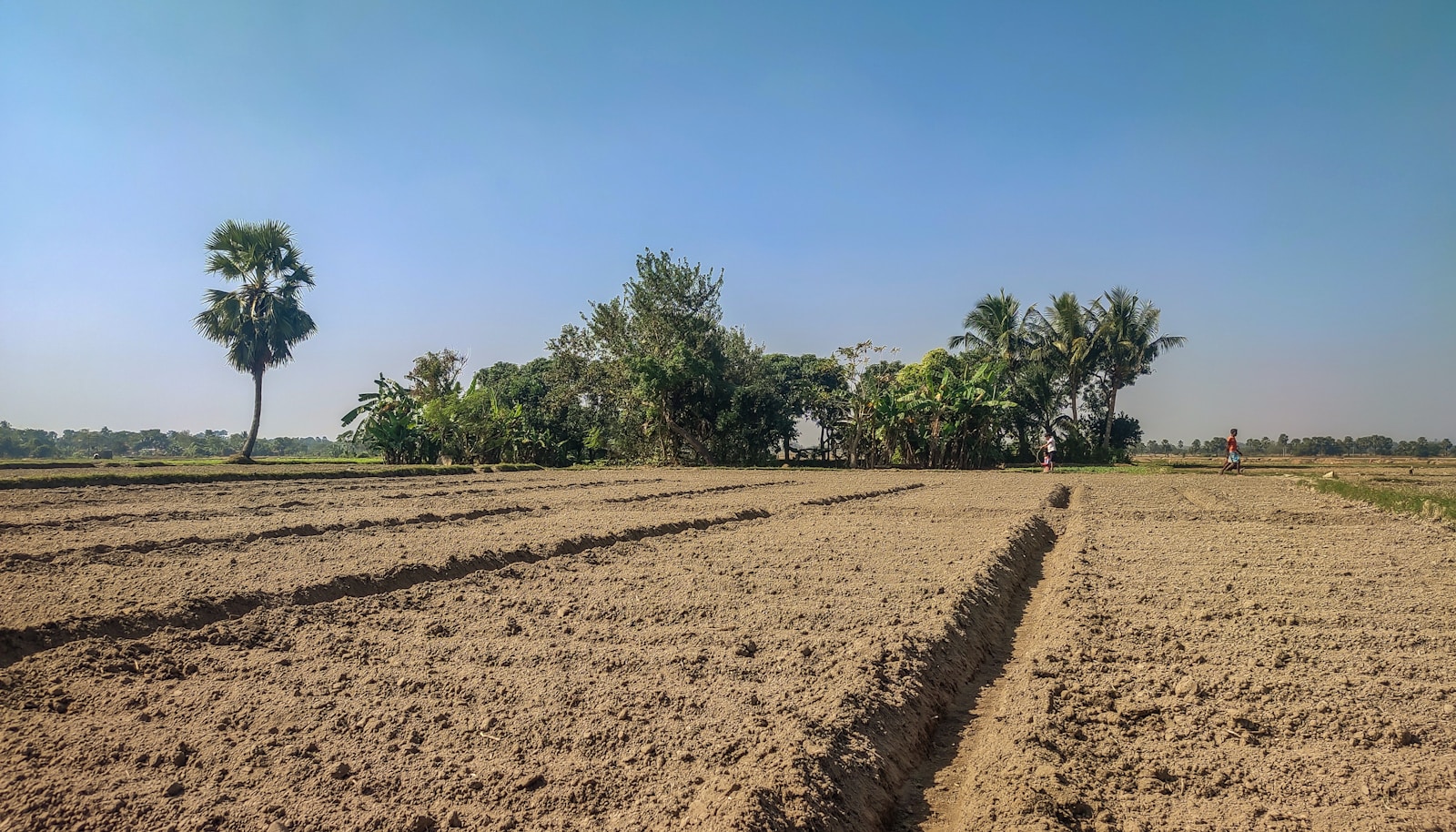 a plowed field with palm trees in the background