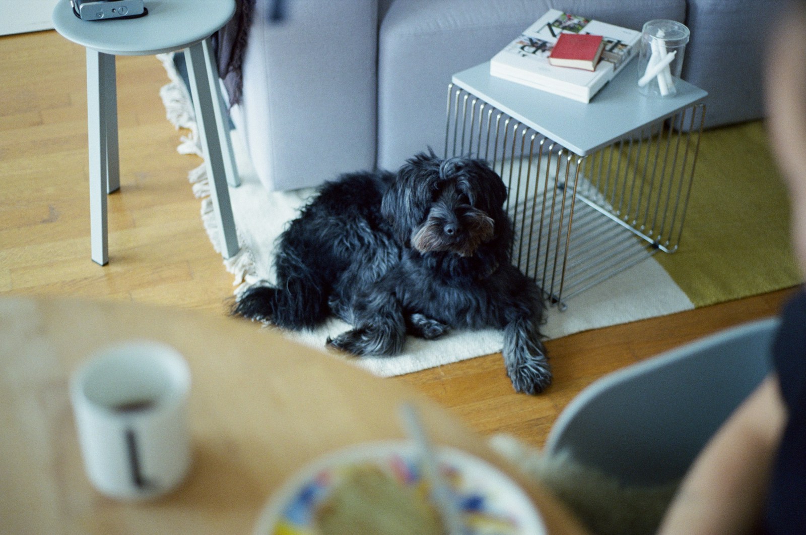 A small black dog rests on a rug indoors.