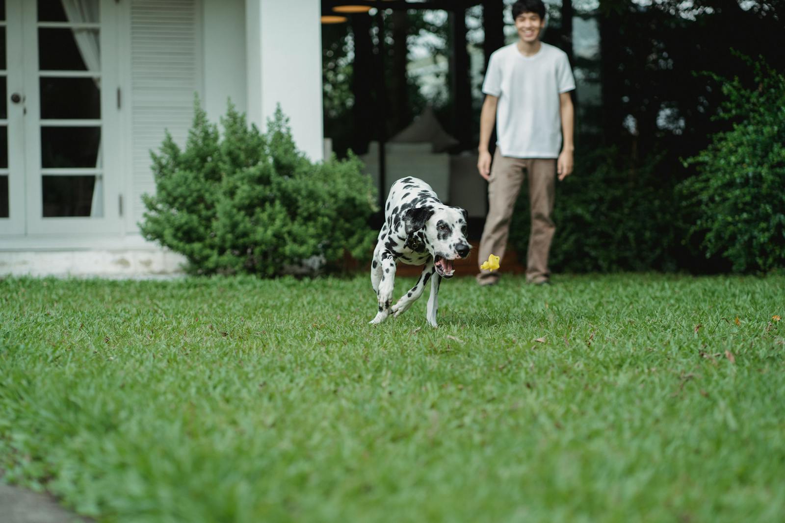 A Dalmatian dog joyfully running in a backyard with its owner watching nearby.