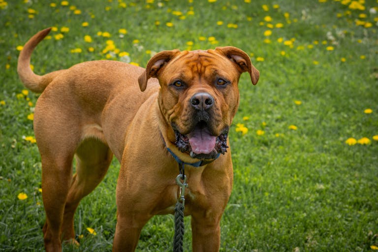 A cute Bordeaux Mastiff dog with brown fur standing on grassy field with flowers.
