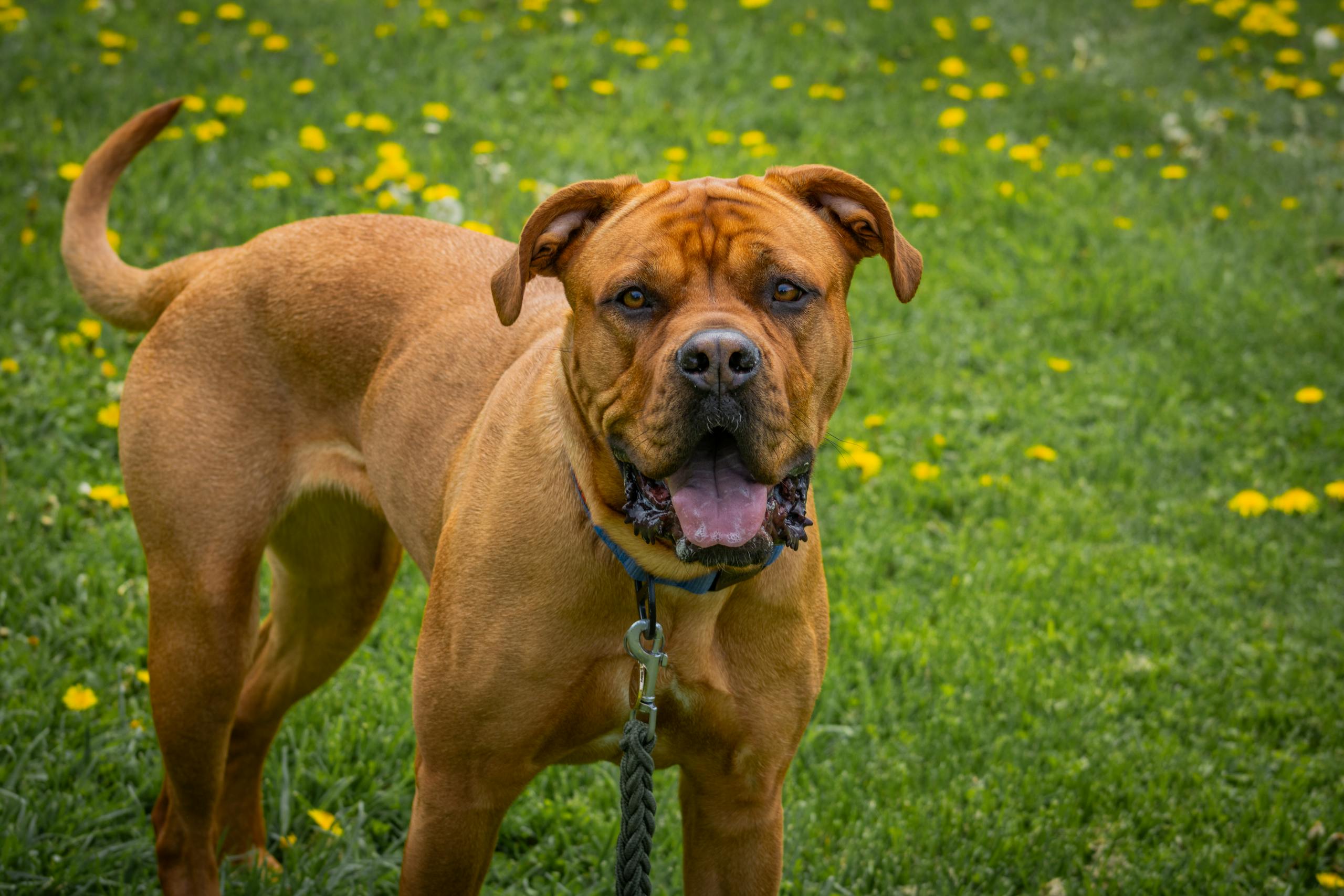 A cute Bordeaux Mastiff dog with brown fur standing on grassy field with flowers.